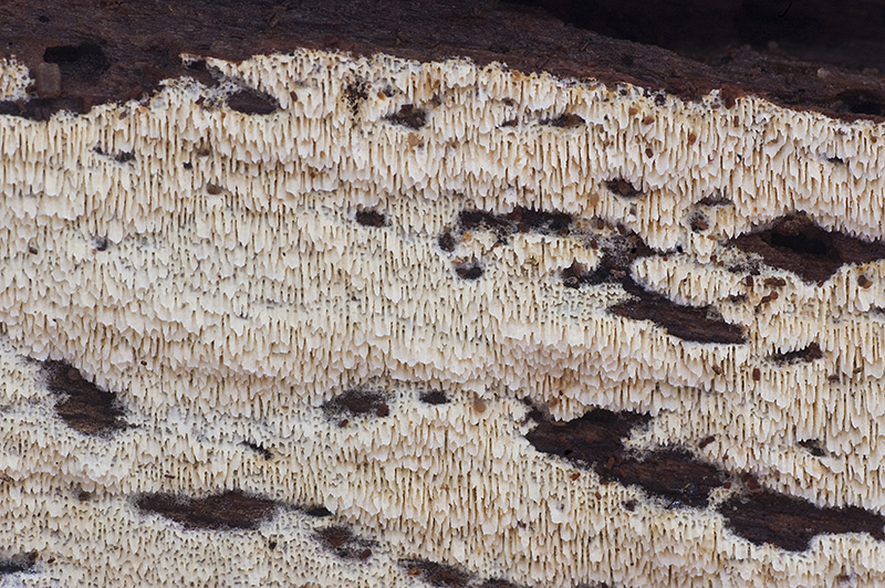 Schizopora radula (door Nico Dam)