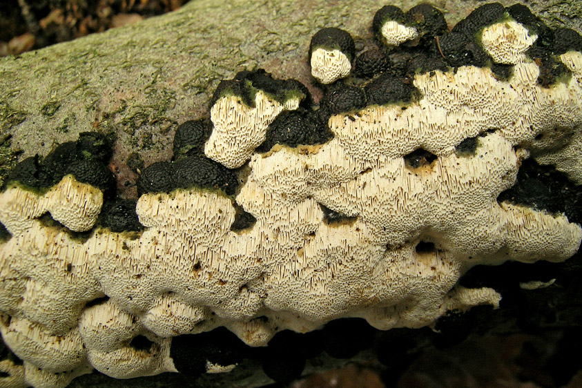 Schizopora paradoxa (door Henk Huijser)