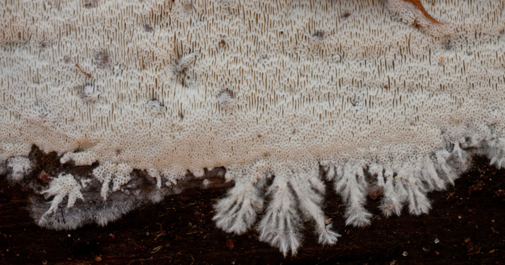 Schizopora paradoxa (door Aldert Gutter)