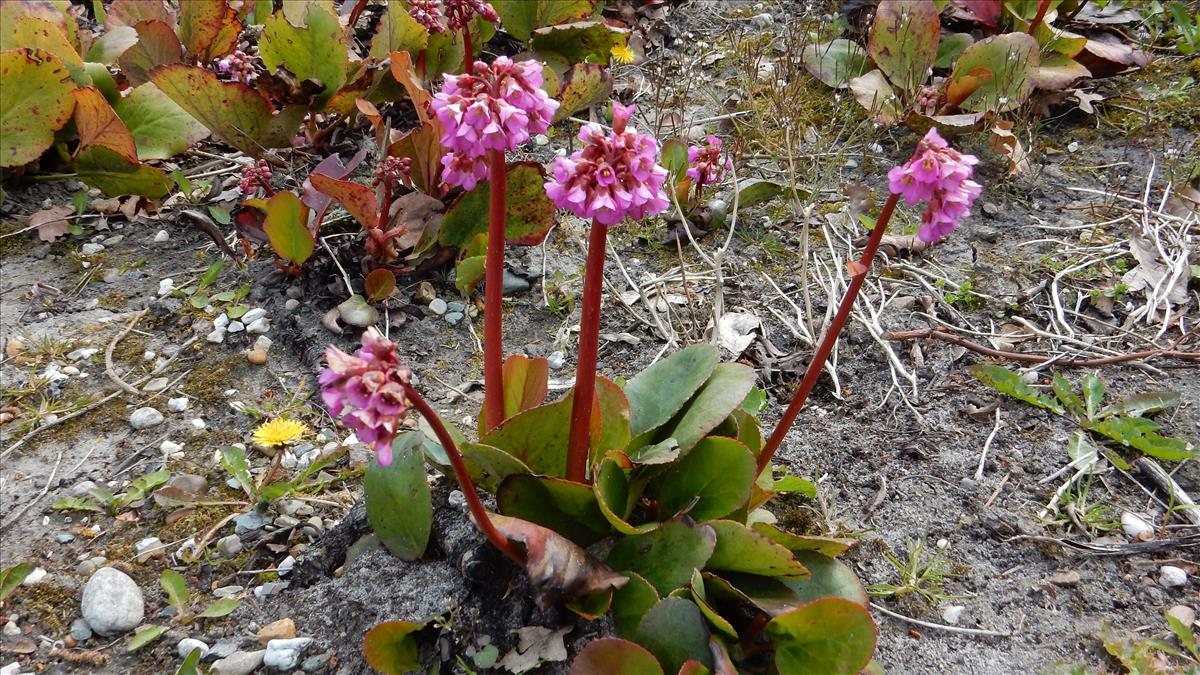 Bergenia cordifolia (door Peter Meininger)