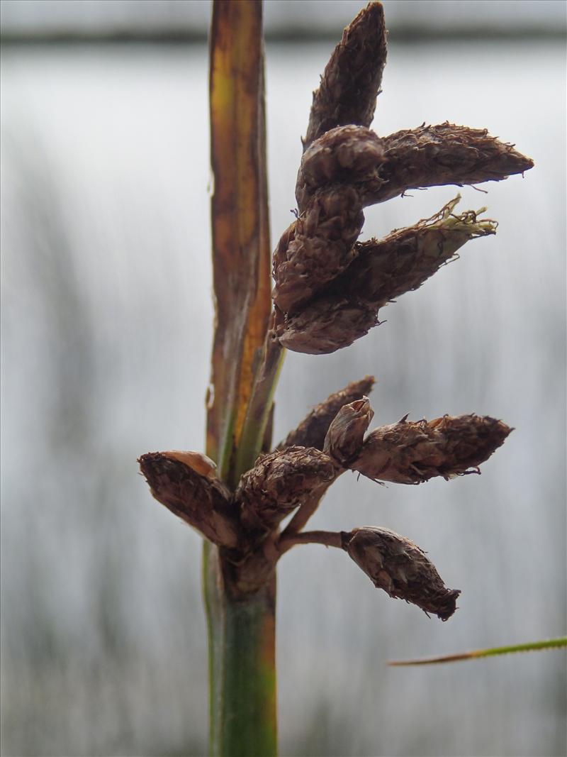 Schoenoplectus x kuekenthalianus (door Adrie van Heerden)