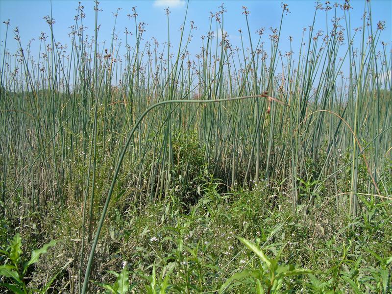 Schoenoplectus lacustris (door Adrie van Heerden)