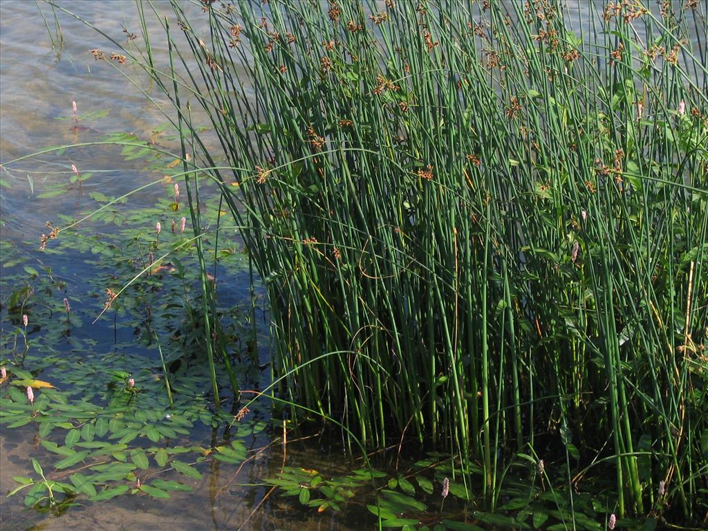 Schoenoplectus tabernaemontani (door Pieter Stolwijk)