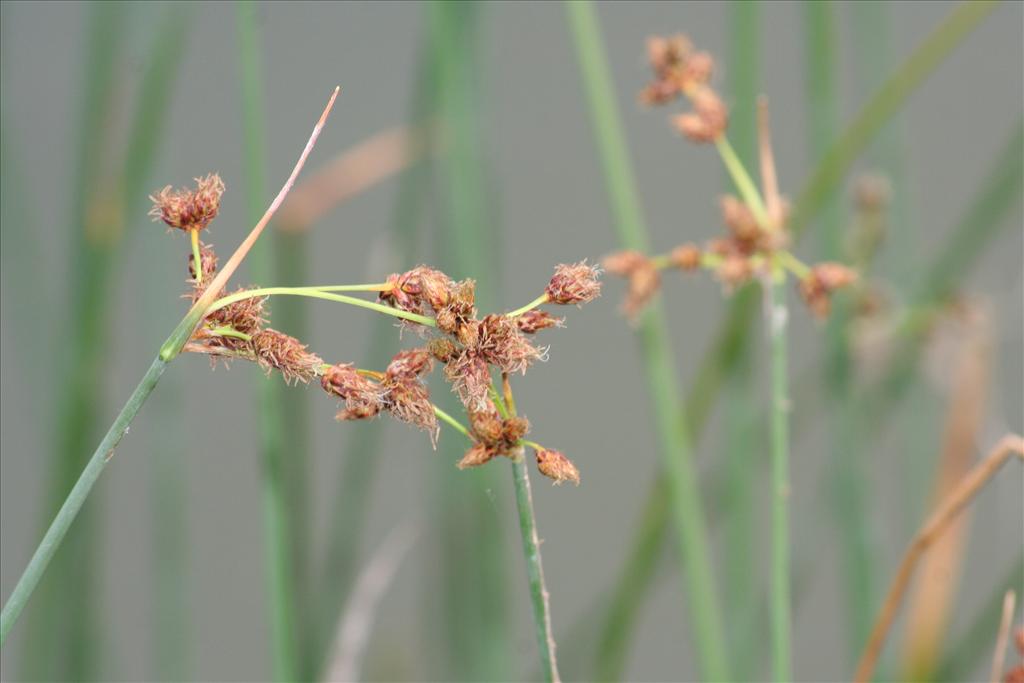 Schoenoplectus tabernaemontani (door Pieter Stolwijk)