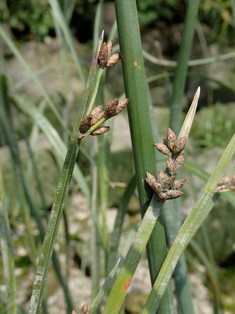 Schoenoplectus triqueter (door Adrie van Heerden)