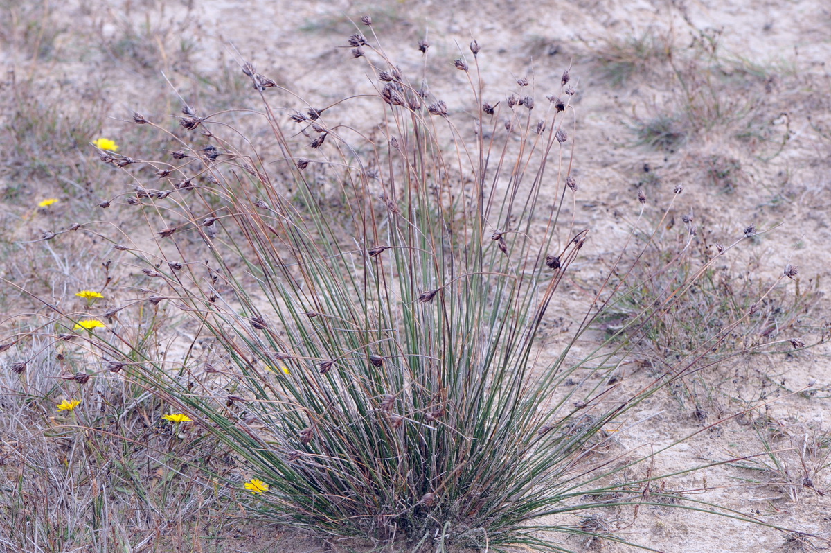 Schoenus nigricans (door Hans Toetenel)