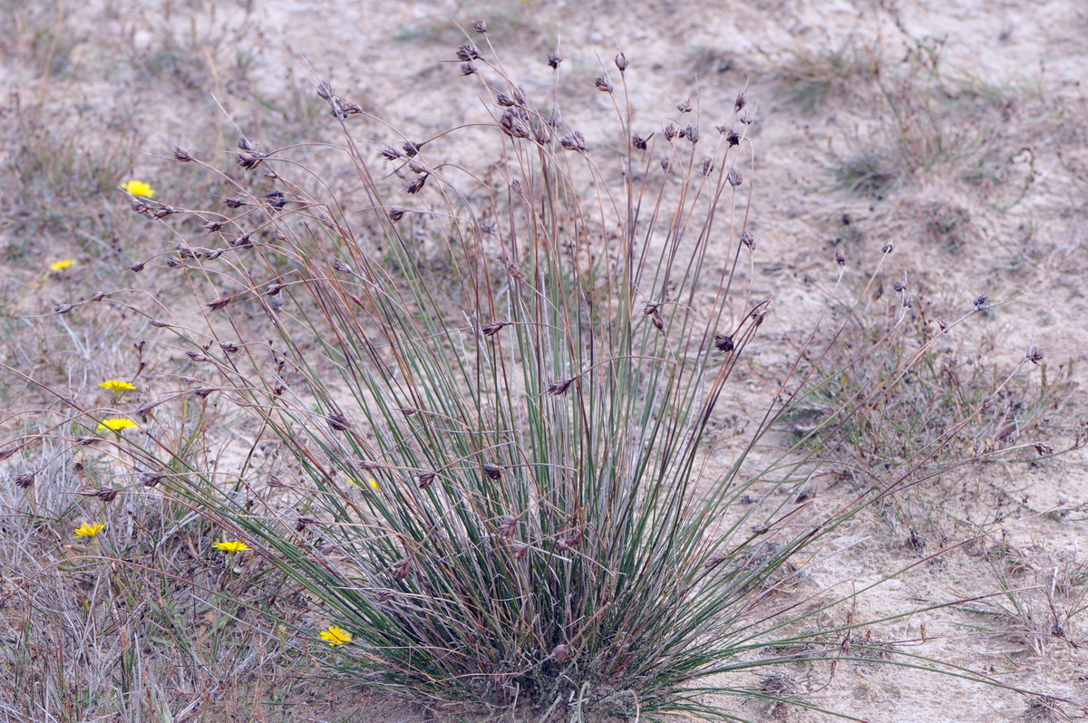 Schoenus nigricans (door Hans Toetenel)