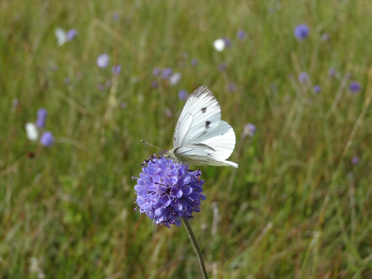 Succisa pratensis (door Jakob Hanenburg)