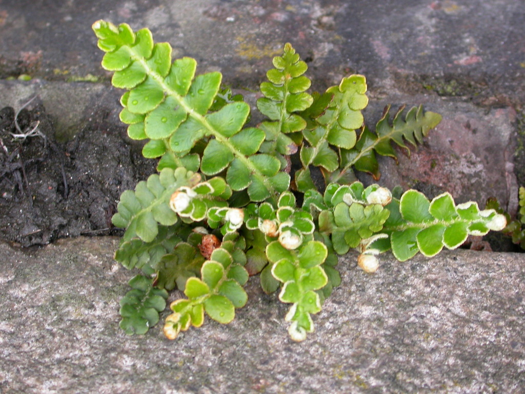 Asplenium ceterach (door Peter Meininger)