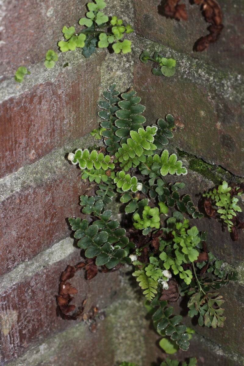 Asplenium ceterach (door Peter Meininger)