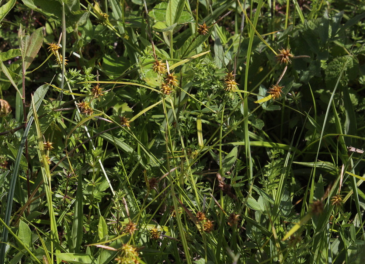 Carex lepidocarpa (door Peter Meininger)