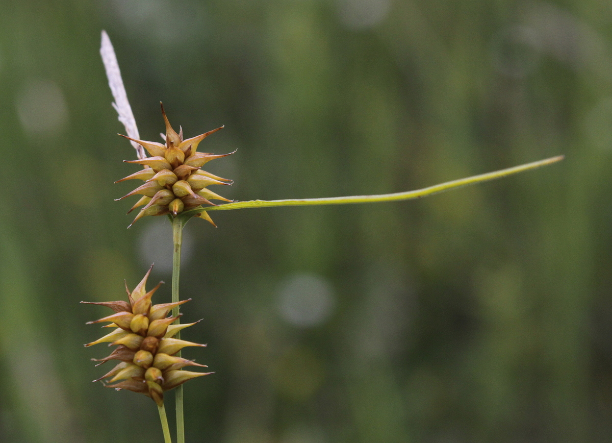 Carex lepidocarpa (door Peter Meininger)