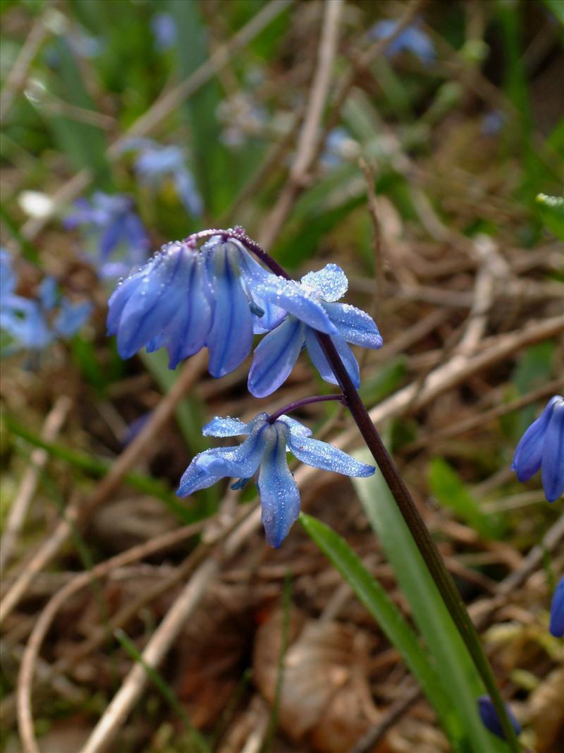 Scilla siberica (door Adrie van Heerden)