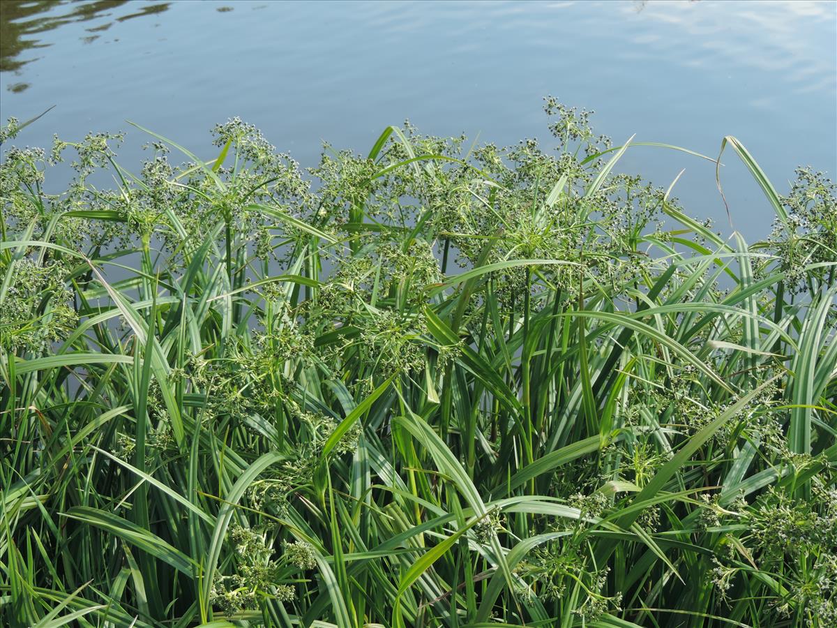 Scirpus sylvaticus (door Wim van der Neut)