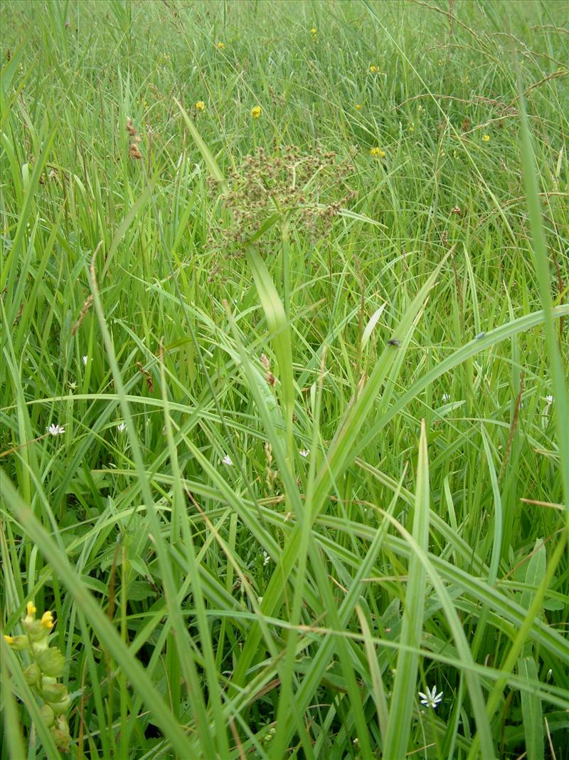 Scirpus sylvaticus (door Adrie van Heerden)