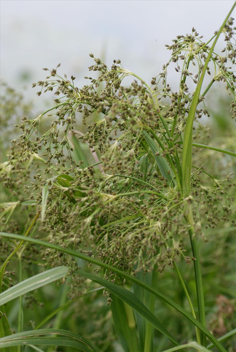 Scirpus sylvaticus (door Adrie van Heerden)