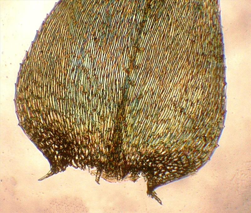 Brachythecium oedipodium (door Henk Greven)