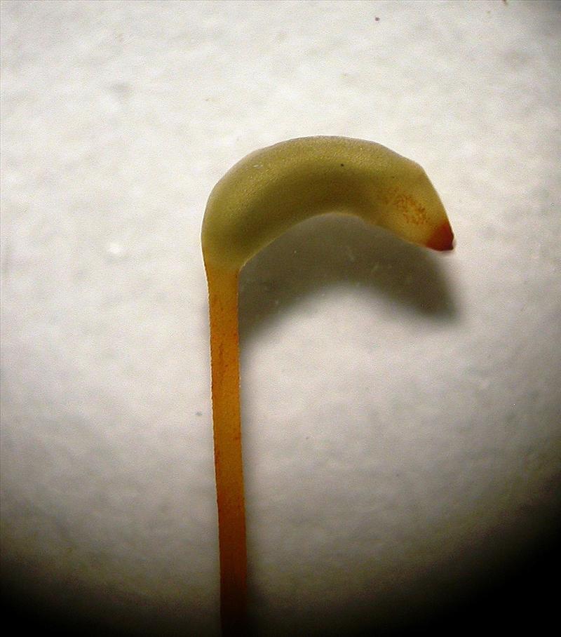 Brachythecium oedipodium (door Henk Greven)