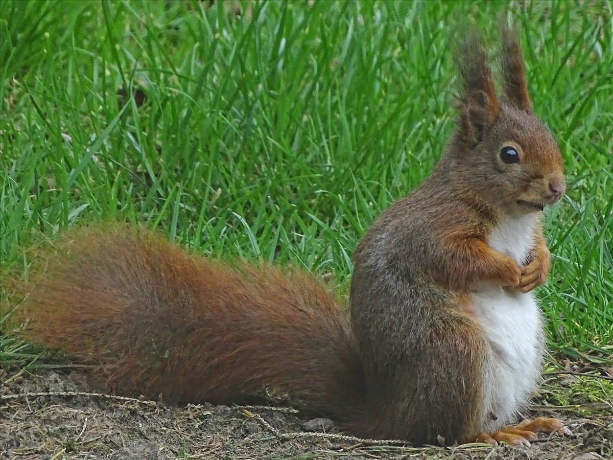Sciurus vulgaris (door Jan Kersten)