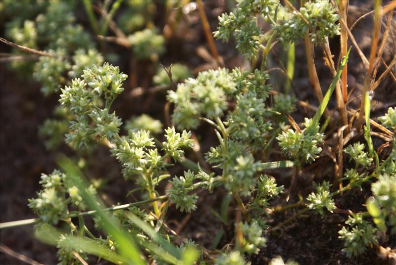 Scleranthus annuus subsp. annuus (door Adrie van Heerden)