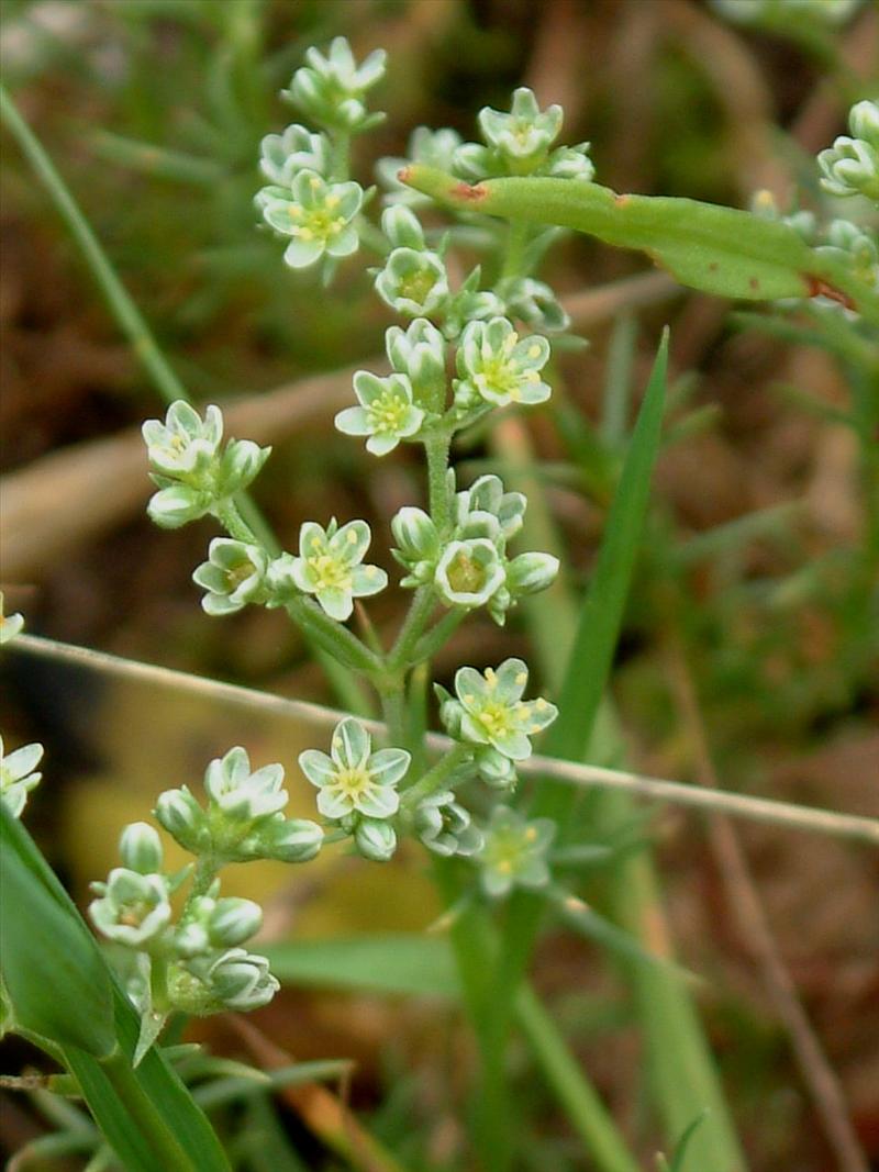 Scleranthus perennis (door Adrie van Heerden)