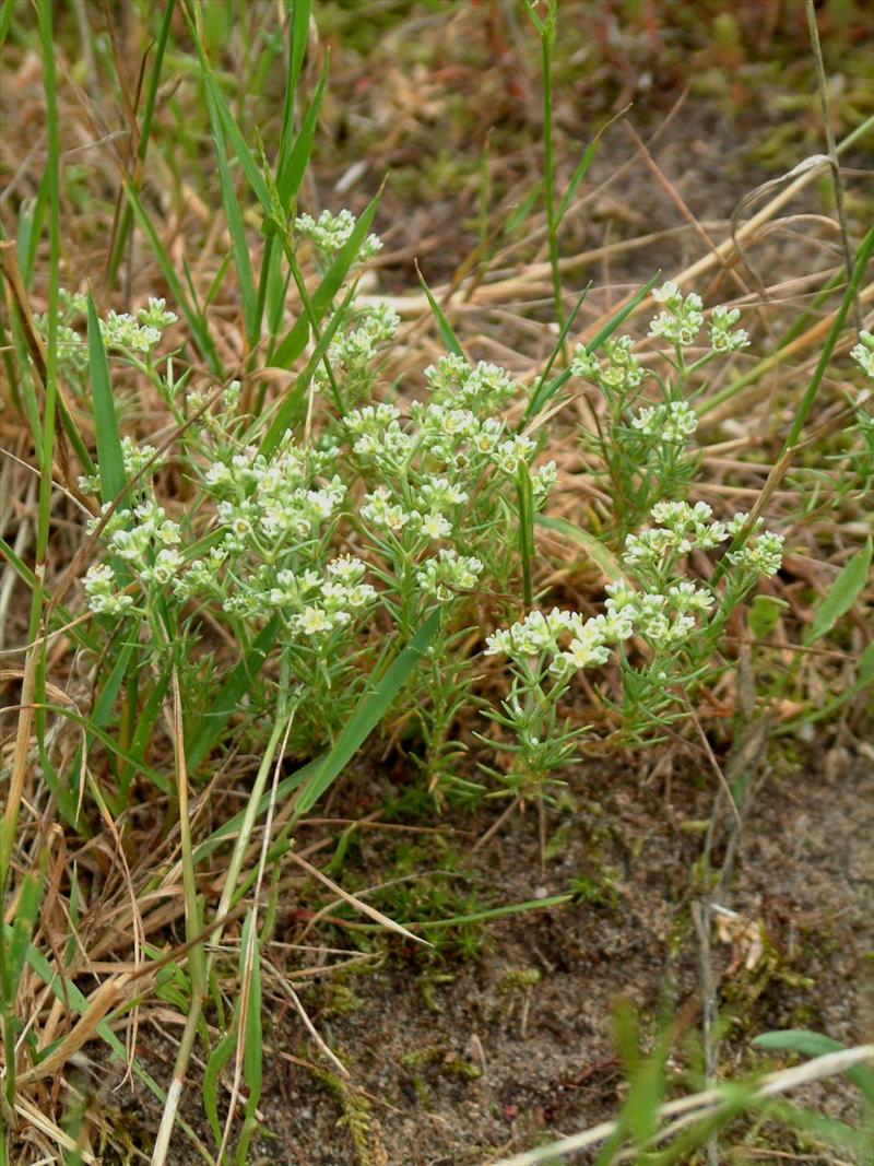 Scleranthus perennis (door Adrie van Heerden)