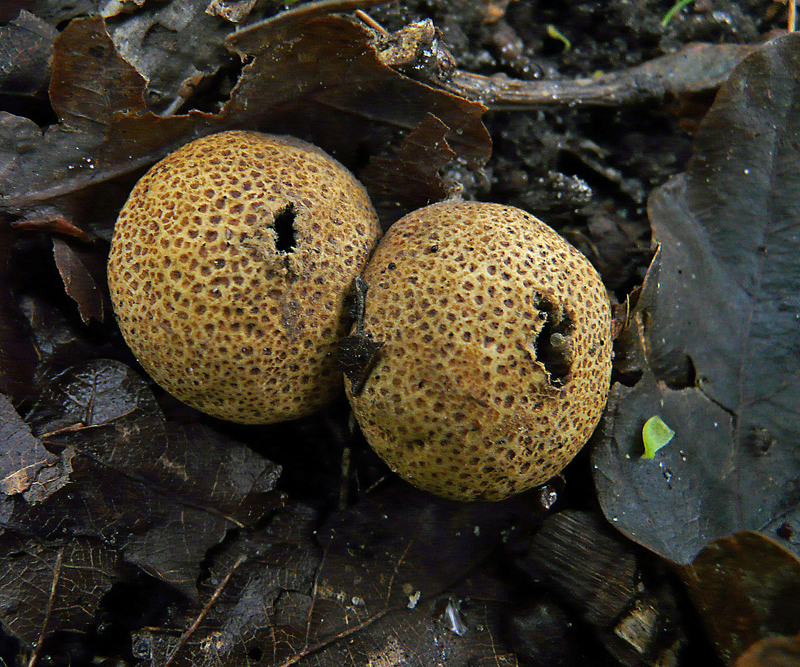 Scleroderma areolatum (door Menno Boomsluiter)