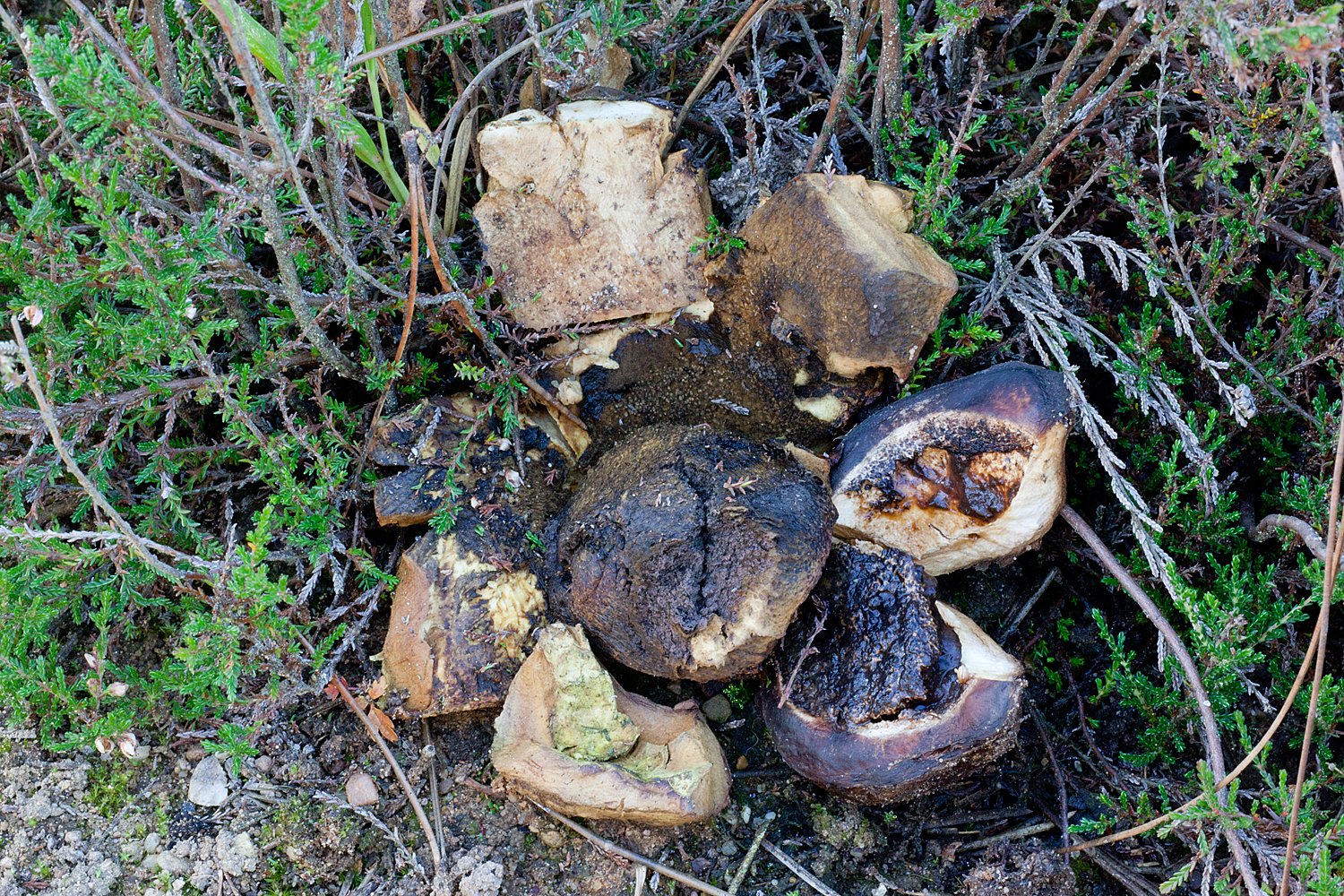 Scleroderma polyrhizum (door John Breugelmans)