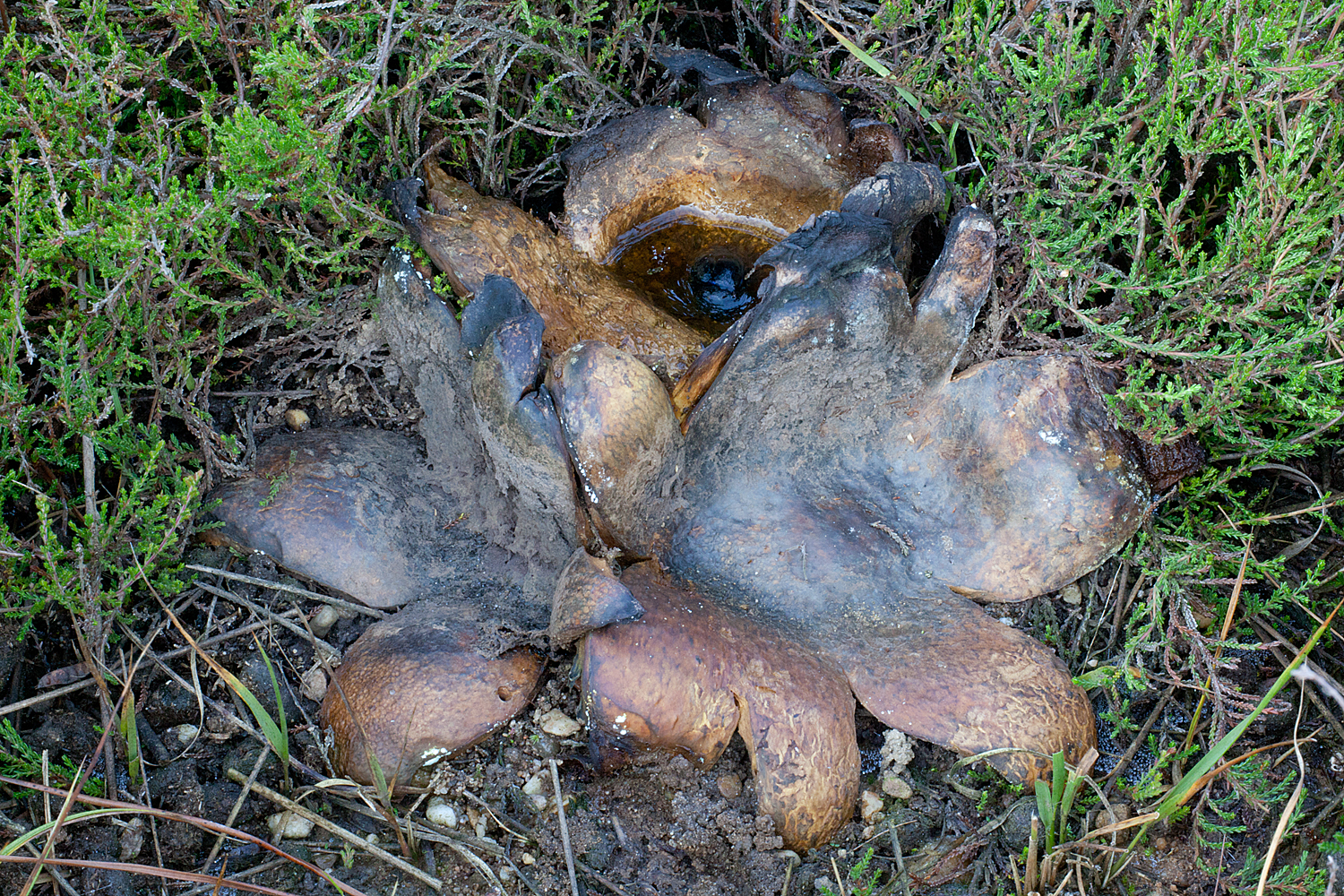 Scleroderma polyrhizum (door John Breugelmans)