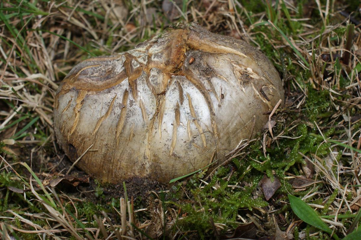 Scleroderma polyrhizum (door Bert Tolsma)