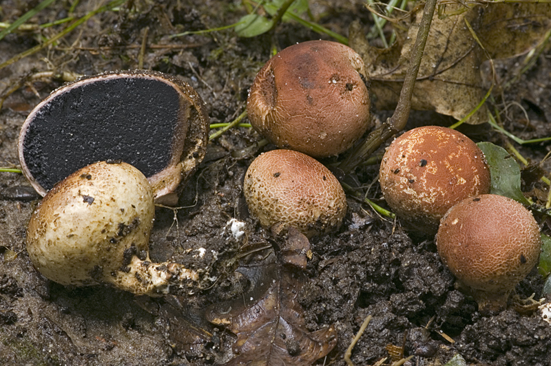 Scleroderma areolatum (door Nico Dam)