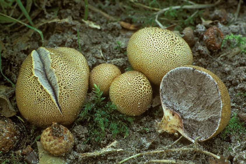 Scleroderma areolatum (door Henk Huijser)