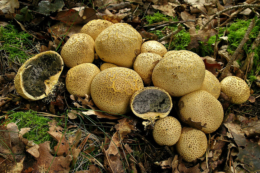 Scleroderma citrinum (door Henk Huijser)