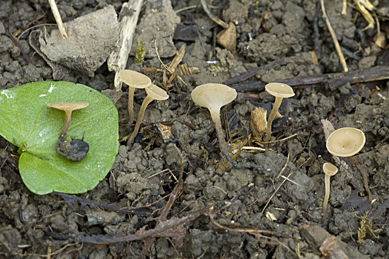 Sclerotinia sclerotiorum (door Nico Dam)