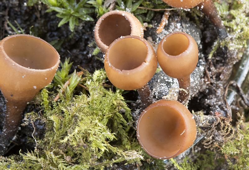 Sclerotinia sclerotiorum (door Menno Boomsluiter)