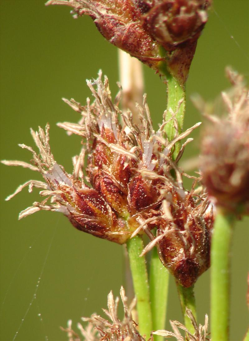 Schoenoplectus tabernaemontani (door Adrie van Heerden)