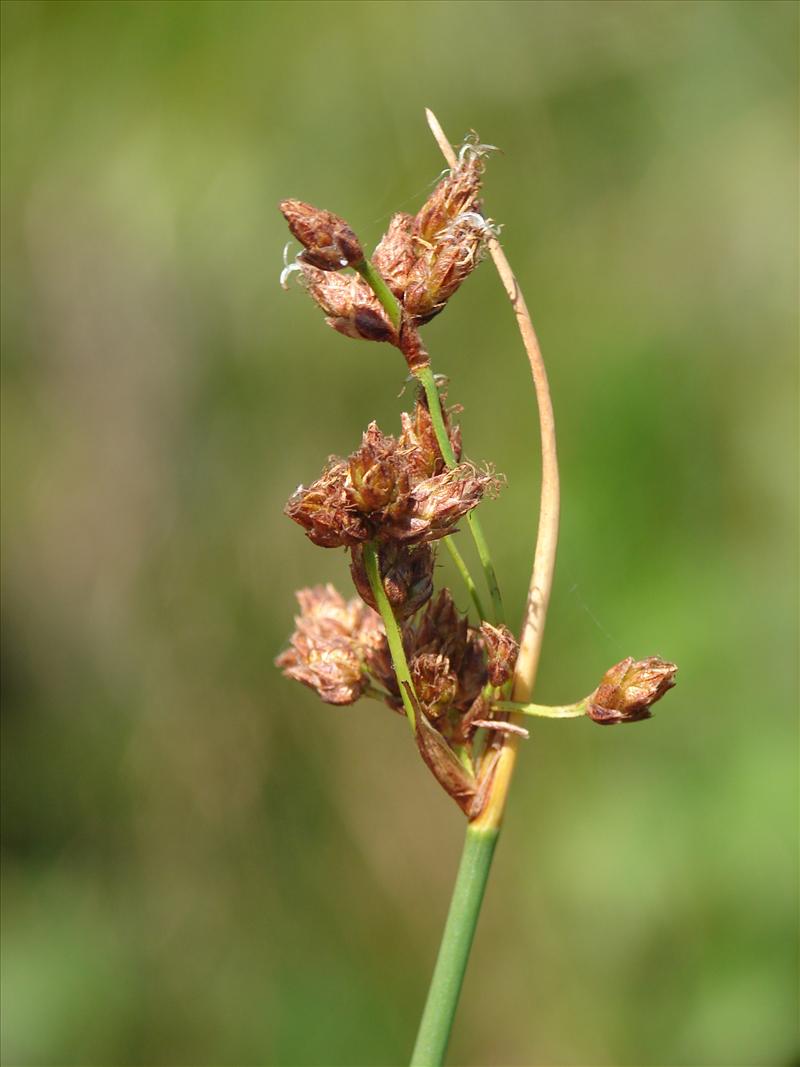 Schoenoplectus tabernaemontani (door Adrie van Heerden)