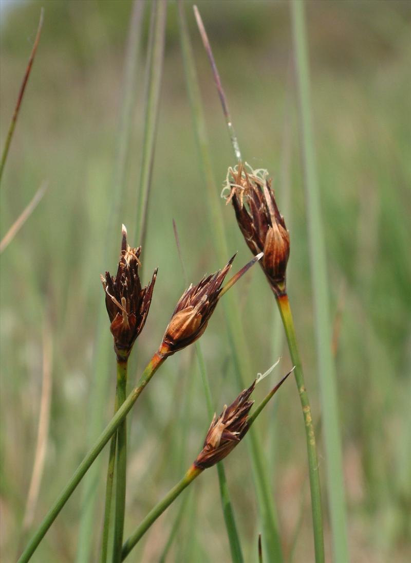 Schoenus nigricans (door Adrie van Heerden)