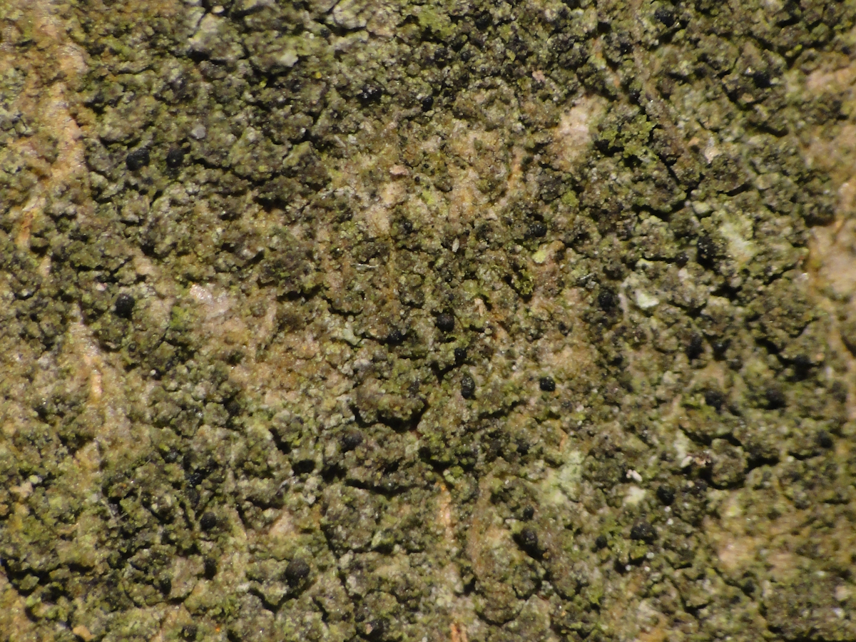 Scoliciosporum chlorococcum (door Henk-Jan van der Kolk)