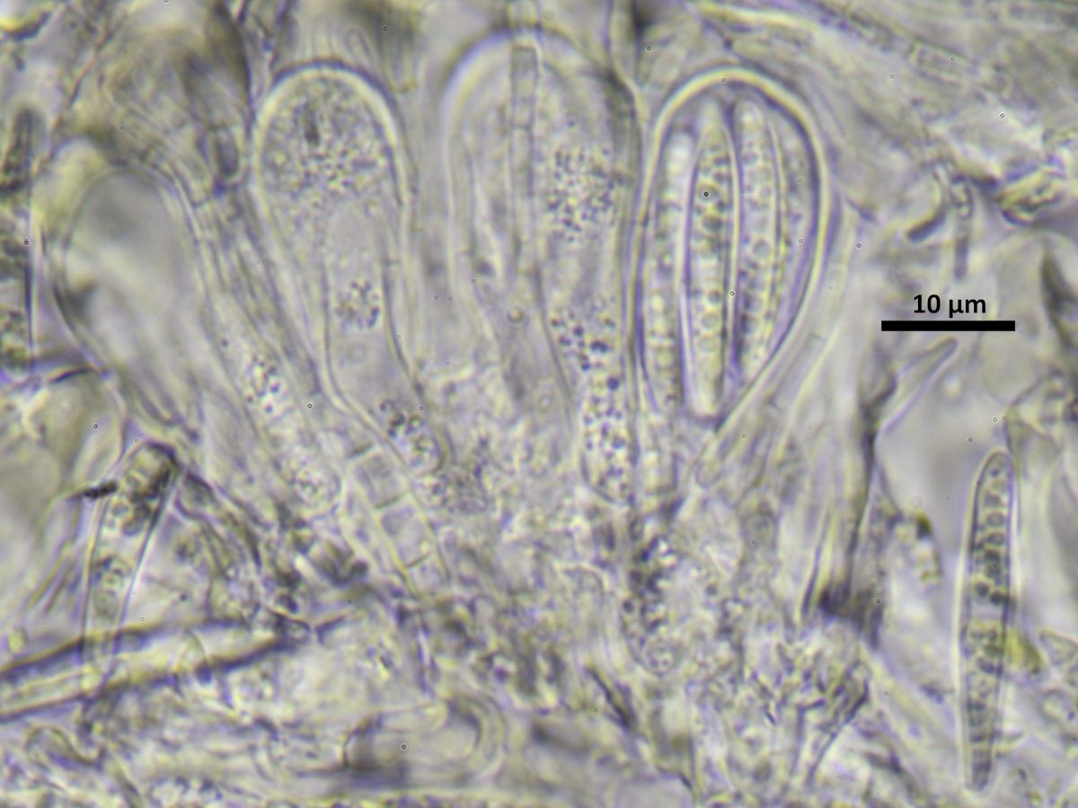 Scoliciosporum gallurae (door Henk-Jan van der Kolk)