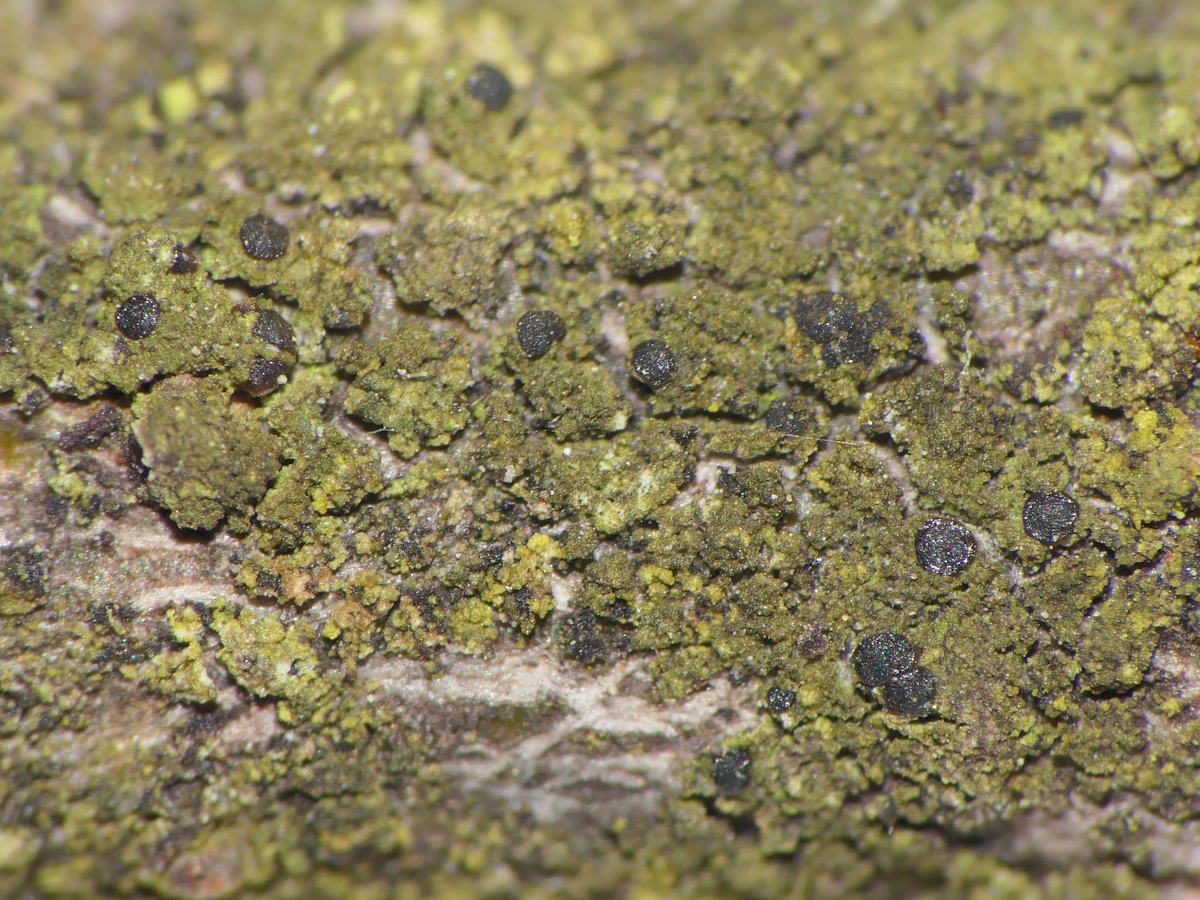 Scoliciosporum gallurae (door Henk-Jan van der Kolk)