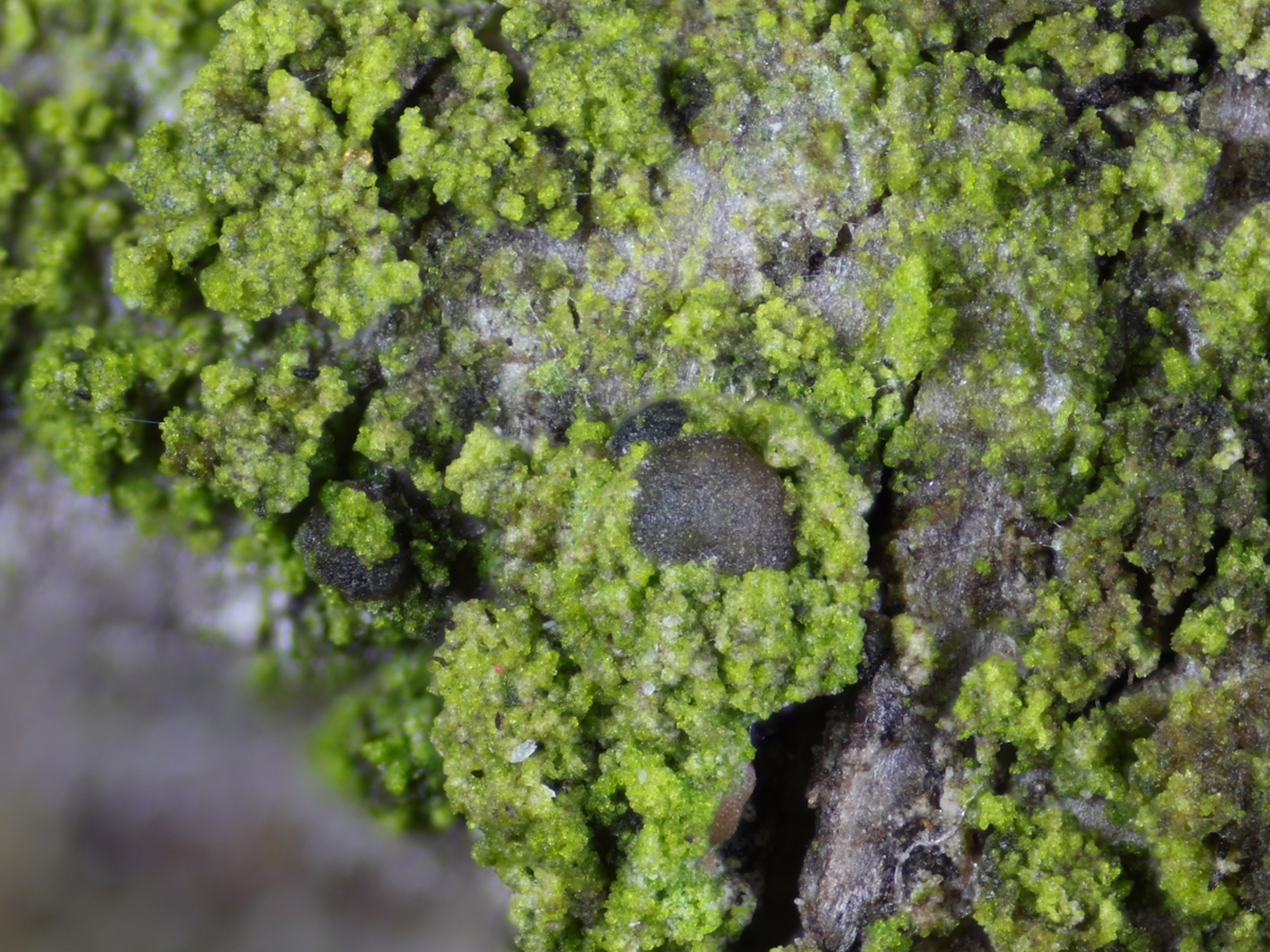 Scoliciosporum gallurae (door Henk-Jan van der Kolk)