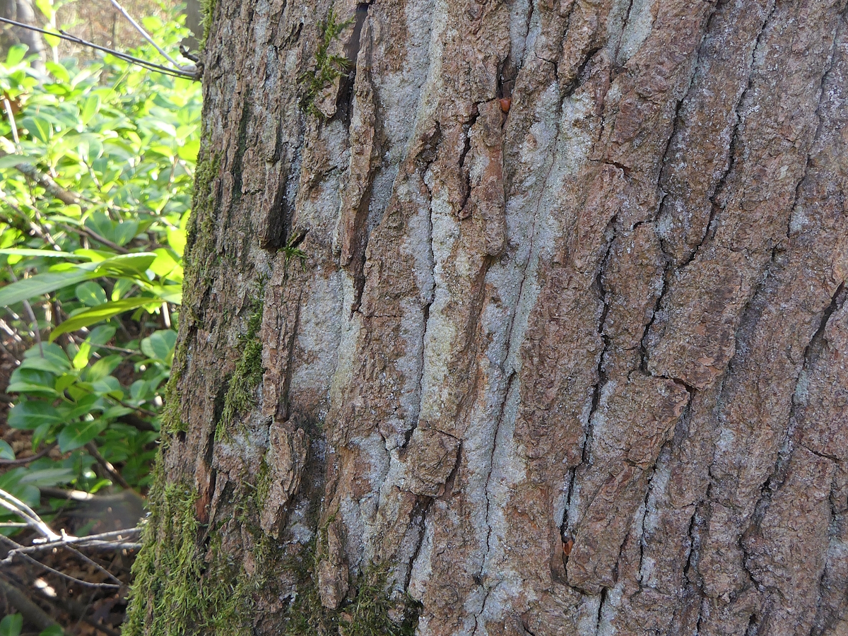 Scoliciosporum pruinosum (door Henk-Jan van der Kolk)