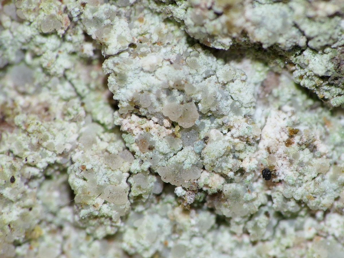 Scoliciosporum pruinosum (door Henk-Jan van der Kolk)