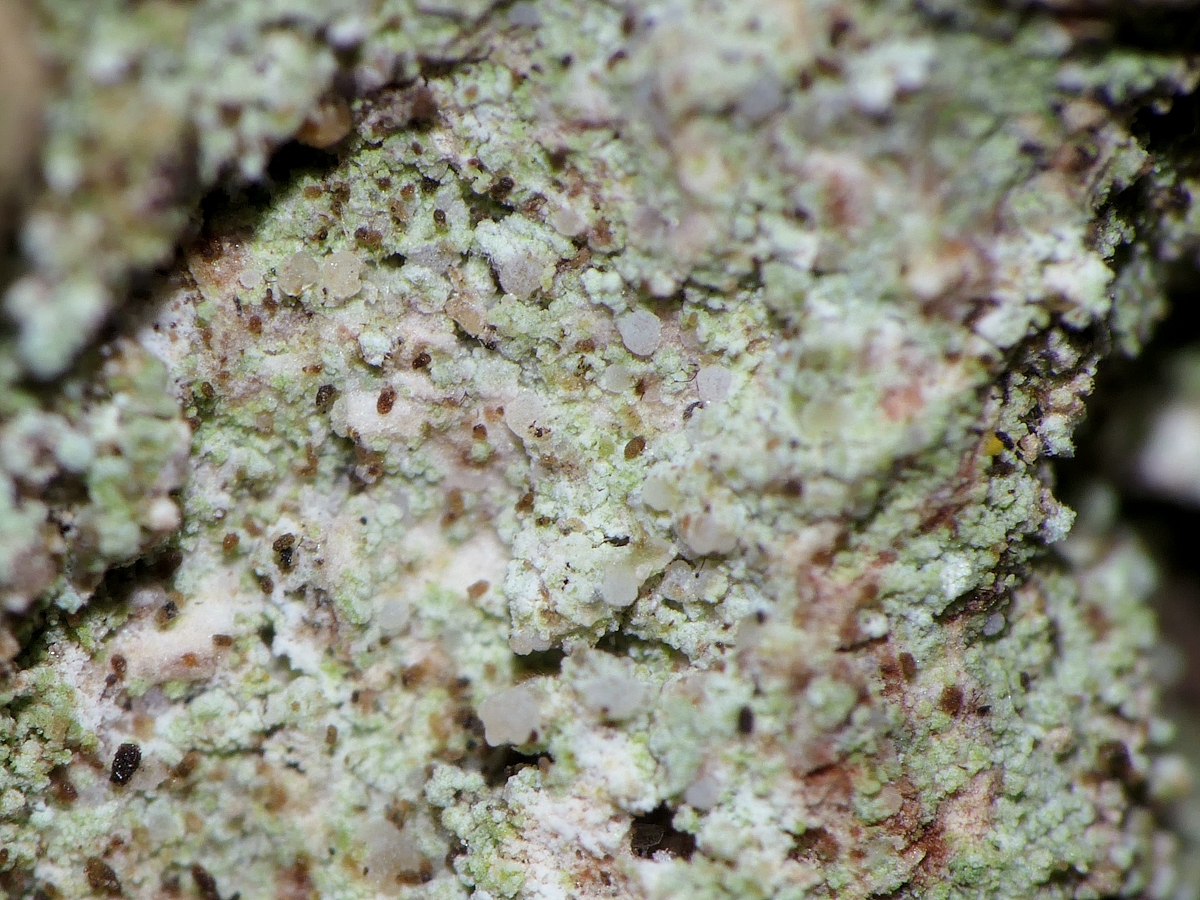 Scoliciosporum pruinosum (door Henk-Jan van der Kolk)