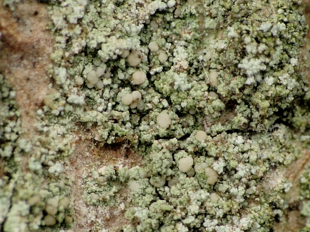 Scoliciosporum pruinosum (door Henk-Jan van der Kolk)