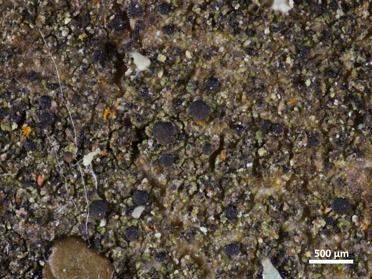 Scoliciosporum micareae (door Henk-Jan van der Kolk)
