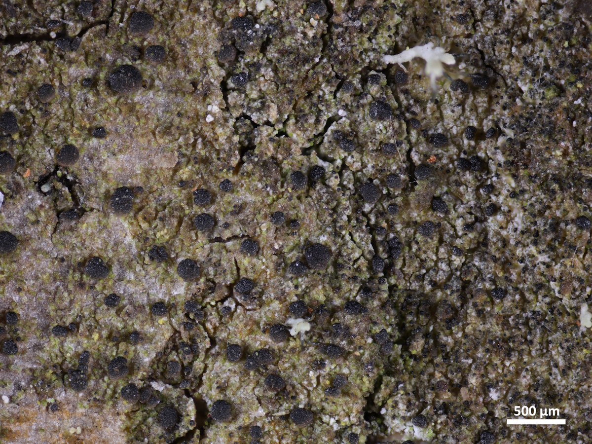 Scoliciosporum micareae (door Henk-Jan van der Kolk)