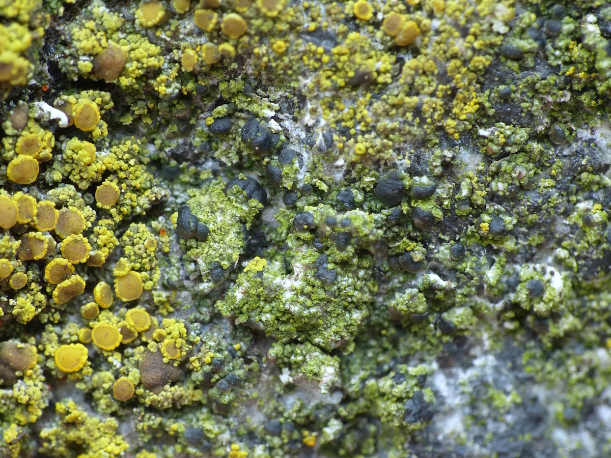Scoliciosporum umbrinum (door Henk-Jan van der Kolk)