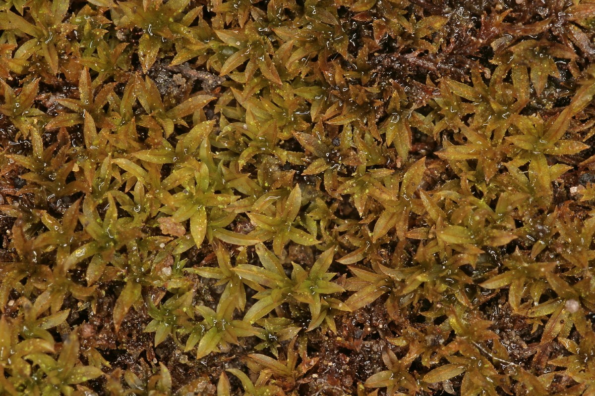 Scopelophila cataractae (door Jan Kersten)